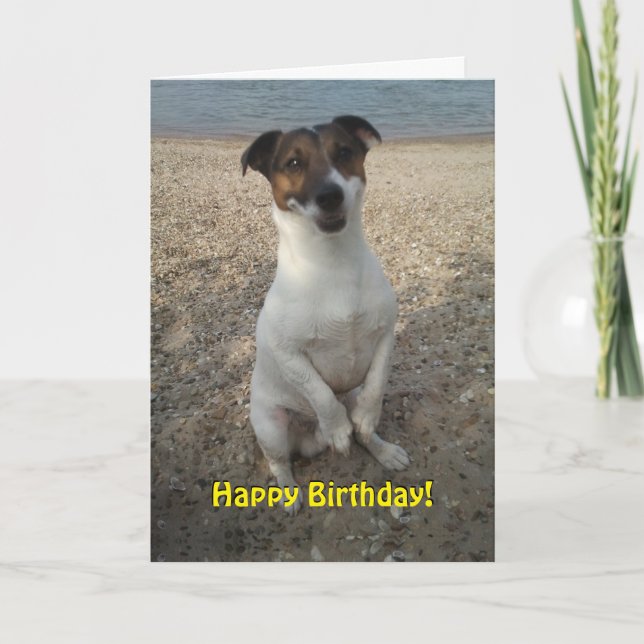 Capo von Oppenheim Jack Russell Terrier, Dog Card (Front)