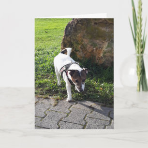 Capo von Oppenheim Jack Russell Terrier, Dog Card