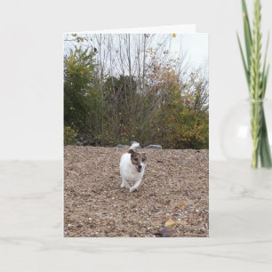 Capo von Oppenheim Jack Russell Terrier, Dog Card
