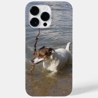 Capo von Oppenheim Jack Russell Terrier, Dog