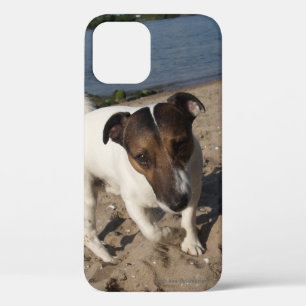 Capo von Oppenheim Jack Russell Terrier, Dog iPhone 12 Case