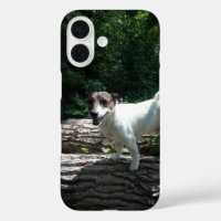 Capo von Oppenheim Jack Russell Terrier, Dog