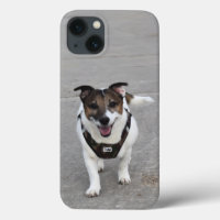 Capo von Oppenheim, Jack Russell Terrier Dog