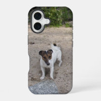 Capo von Oppenheim Jack Russell Terrier, Dog