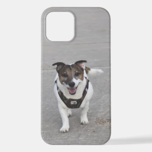 Capo von Oppenheim, Jack Russell Terrier Dog iPhone 12 Case