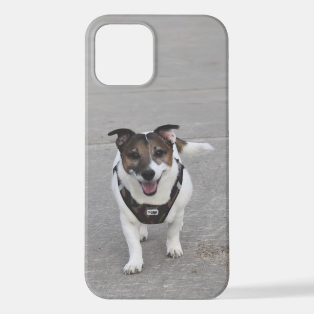Capo von Oppenheim, Jack Russell Terrier Dog iPhone Case (Back)
