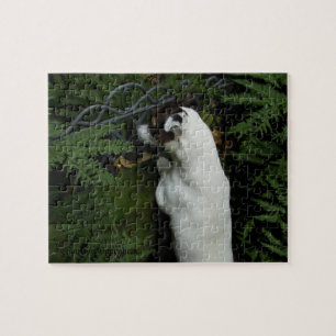 Capo von Oppenheim, Jack Russell Terrier Dog Jigsaw Puzzle