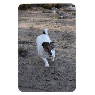 Capo von Oppenheim, Jack Russell Terrier Dog Magnet