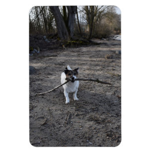 Capo von Oppenheim, Jack Russell Terrier Dog Magnet