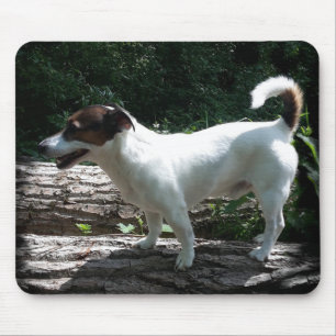 Capo von Oppenheim Jack Russell Terrier, Dog Mouse Mat
