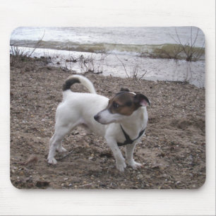 Capo von Oppenheim Jack Russell Terrier, Dog Mouse Mat