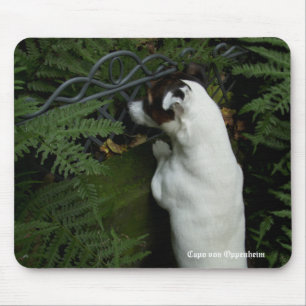 Capo von Oppenheim Jack Russell Terrier, Dog Mouse Mat