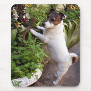 Capo von Oppenheim Jack Russell Terrier, Dog Mouse Mat