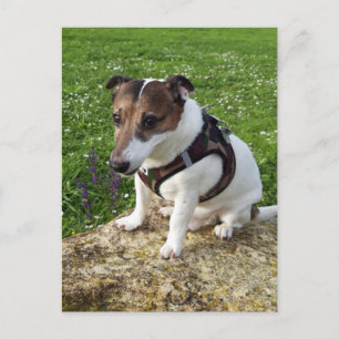 Capo von Oppenheim, Jack Russell Terrier Dog Postc Postcard