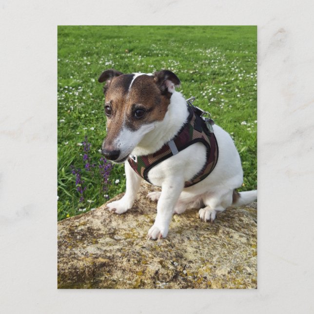 Capo von Oppenheim, Jack Russell Terrier Dog Postc Postcard (Front)
