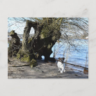 Capo von Oppenheim, Jack Russell Terrier Dog Postcard