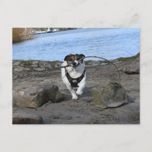 Capo von Oppenheim, Jack Russell Terrier Dog Postcard