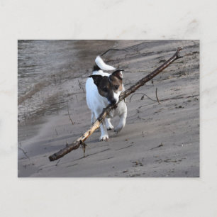 Capo von Oppenheim, Jack Russell Terrier Dog Postcard