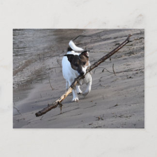 Capo von Oppenheim, Jack Russell Terrier Dog Postcard