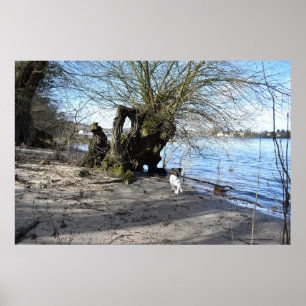 Capo von Oppenheim, Jack Russell Terrier Dog Poster