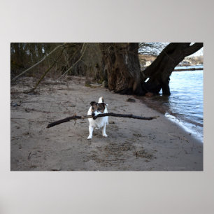 Capo von Oppenheim, Jack Russell Terrier Dog Poster