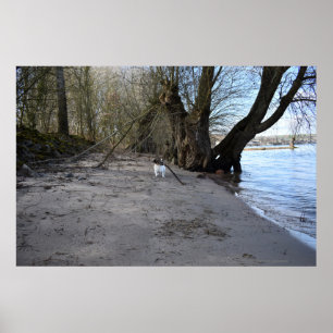 Capo von Oppenheim, Jack Russell Terrier Dog Poster