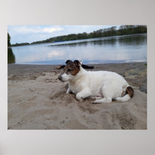 Capo von Oppenheim, Jack Russell Terrier Dog Poster