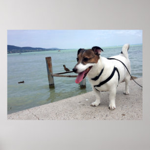 Capo von Oppenheim, Jack Russell Terrier Dog Poster