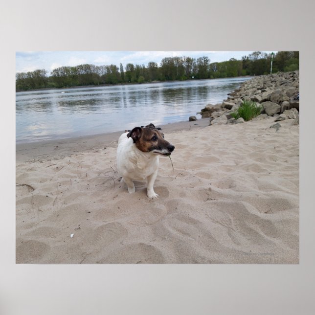 Capo von Oppenheim, Jack Russell Terrier Dog Poster (Front)