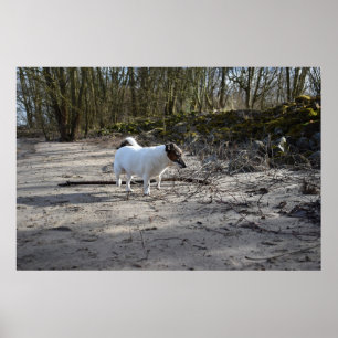 Capo von Oppenheim, Jack Russell Terrier Dog Poster