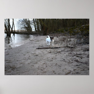 Capo von Oppenheim, Jack Russell Terrier Dog Poster