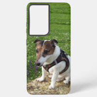 Capo von Oppenheim Jack Russell Terrier, Dog