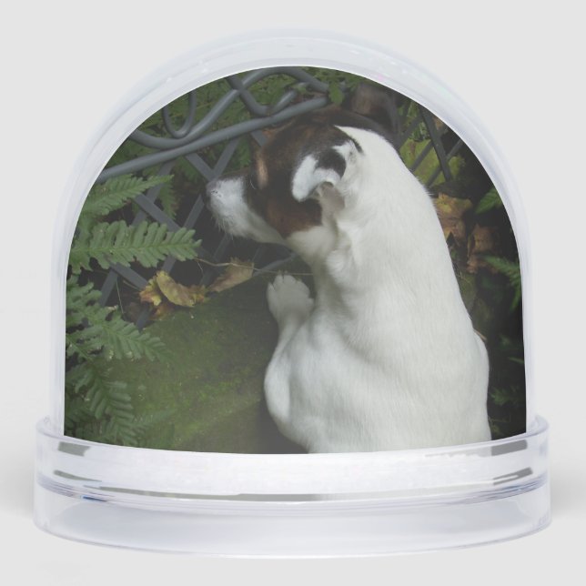 Capo von Oppenheim, Jack Russell Terrier Dog Snowglobe (Front)