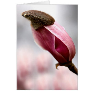 Capped Magnolia