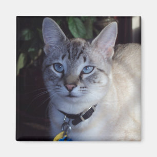 Cappuccino the cat magnet