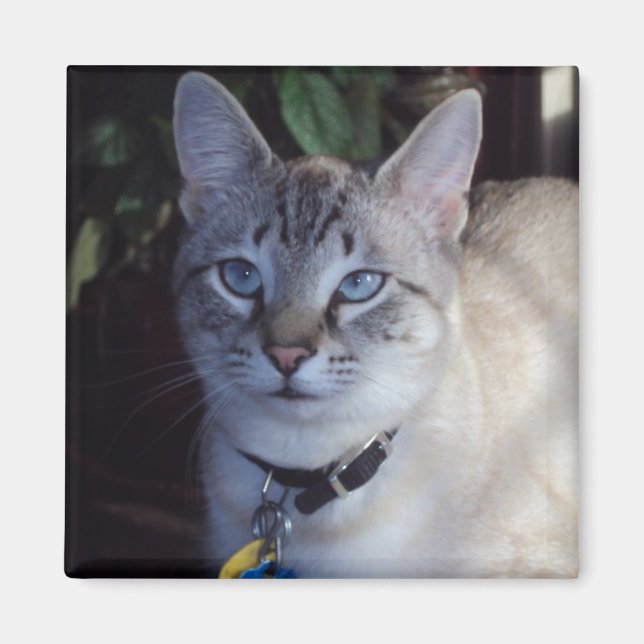 Cappuccino the cat magnet (Front)