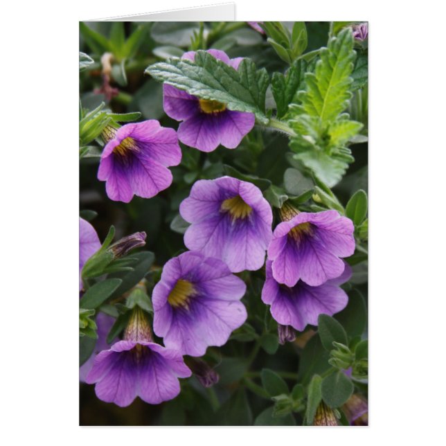 Capra Card 003 A (Front)