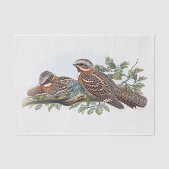 Caprimulgus Ruficollis, Decoupage Tissue Paper (Front)