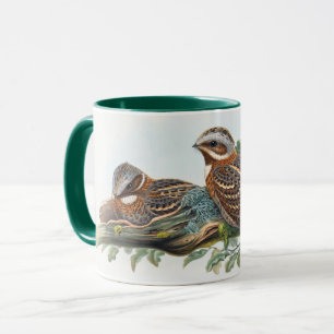 Caprimulgus Ruficollis  Mug