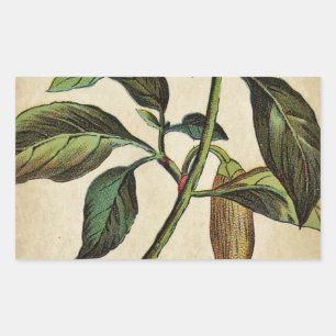 Capsicum Annuum Bell Pepper Rectangular Sticker