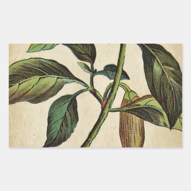 Capsicum Annuum Bell Pepper Rectangular Sticker (Front)