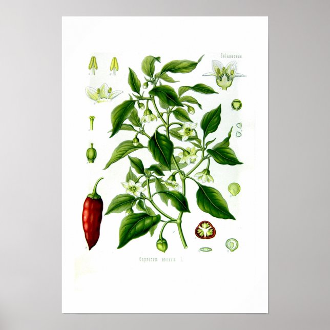 Capsicum annuum poster (Front)