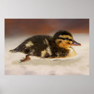 Captivating Close-Up of a Wet Duckling Poster