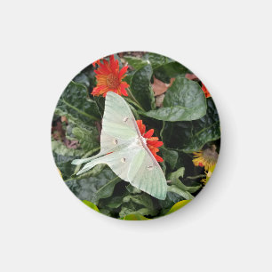Captivating Luna Moth Magnet