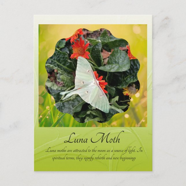 Captivating Luna Moth        Postcard (Front)