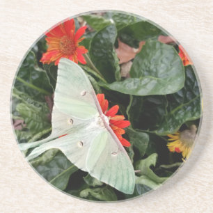Captivating Luna Moth Sandstone Coaster