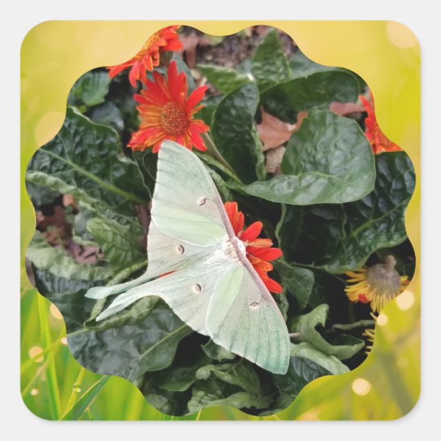 Captivating Luna Moth      Square Sticker (Front)