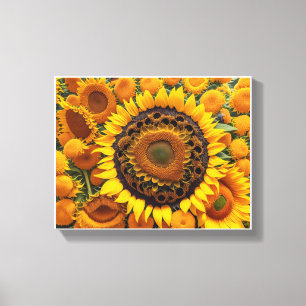 captivating scene of sunflowers canvas print
