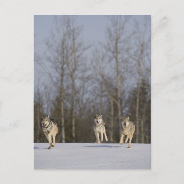 Captive, Duluth, Minnesota, USA 2 Postcard (Front)