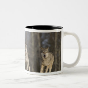 Captive, Duluth, Minnesota, USA 2 Two-Tone Coffee Mug